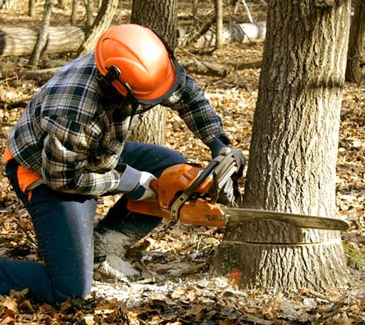 Tree Removal in Benedicta, ME